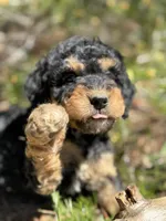 F1b Sunshine Girl Free Delvery, a female Bernedoodle for sale in Eastman, GA – Photo 1 of 10