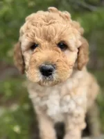 Free Delivery AKC Mauve Girl, a female Poodle - Miniature  for sale in Eastman, GA – Photo 3 of 6