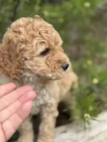 Free Delivery AKC Mauve Girl, a female Poodle - Miniature  for sale in Eastman, GA – Photo 6 of 6