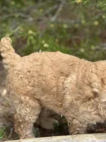 Free Delivery AKC Mauve Girl, a female Poodle - Miniature  for sale in Eastman, GA – Photo 4 of 6