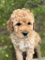 Free Delivery AKC Mauve Girl, a female Poodle - Miniature  for sale in Eastman, GA – Photo 5 of 6