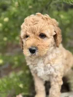 Free Delivery AKC Mauve Girl, a female Poodle - Miniature  for sale in Eastman, GA – Photo 2 of 6