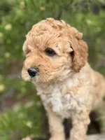 Free Delivery AKC Mauve Girl, a female Poodle - Miniature  for sale in Eastman, GA – Photo 1 of 6