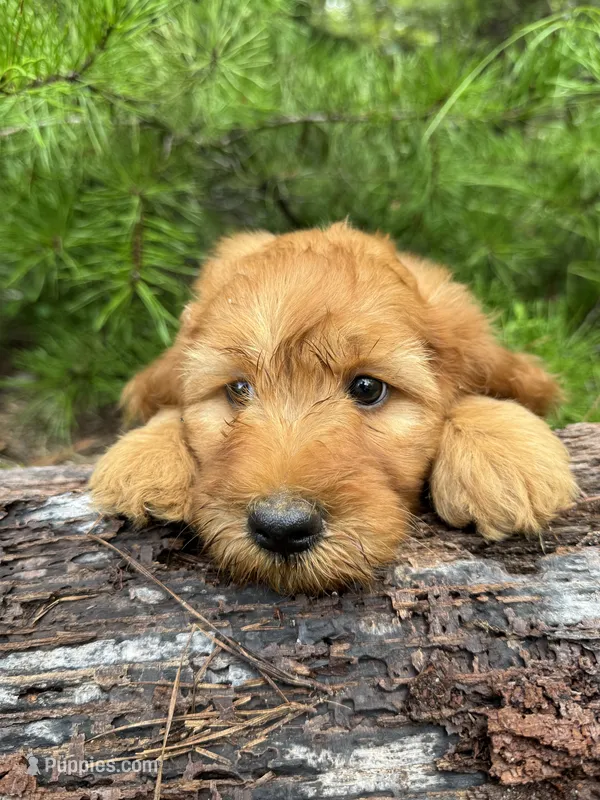 CKC Royal Boy – Miniature Goldendoodle puppy for sale in Eastman, GA