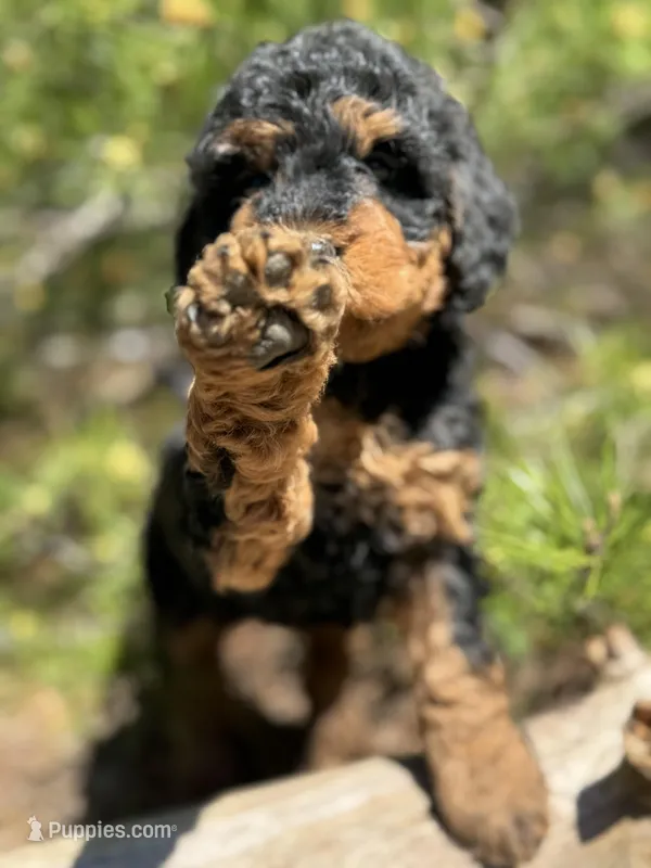 F1b Mocha Girl Free Delivery