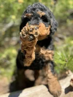 F1b Mocha Girl Free Delivery, a female Bernedoodle for sale in Eastman, GA – Photo 1 of 7