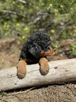 F1b Mocha Girl Free Delivery, a female Bernedoodle for sale in Eastman, GA – Photo 7 of 7