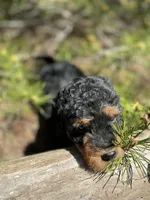 F1b Mocha Girl Free Delivery, a female Bernedoodle for sale in Eastman, GA – Photo 4 of 7