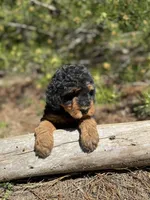 F1b Mocha Girl Free Delivery, a female Bernedoodle for sale in Eastman, GA – Photo 6 of 7