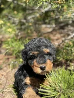 F1b Mocha Girl Free Delivery, a female Bernedoodle for sale in Eastman, GA – Photo 5 of 7