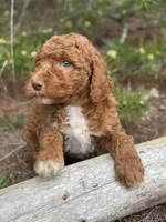 Free Delivery AKC Mocha Girl, a female Poodle - Miniature  for sale in Eastman, GA – Photo 1 of 5