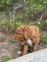 Free Delivery AKC Mocha Girl, a female Poodle - Miniature  for sale in Eastman, GA – Photo 2 of 5