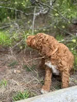 Free Delivery AKC Mocha Girl, a female Poodle - Miniature  for sale in Eastman, GA – Photo 5 of 5