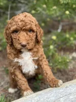 Free Delivery AKC Mocha Girl, a female Poodle - Miniature  for sale in Eastman, GA – Photo 3 of 5