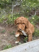 Free Delivery AKC Mocha Girl, a female Poodle - Miniature  for sale in Eastman, GA – Photo 4 of 5