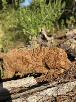 AKC Royal Boy Free Delivery, a male Poodle - Miniature  for sale in Eastman, GA – Photo 6 of 7