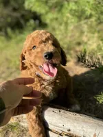 AKC Royal Boy Free Delivery, a male Poodle - Miniature  for sale in Eastman, GA – Photo 7 of 7
