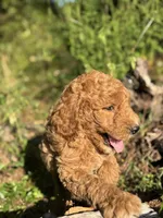 AKC Royal Boy Free Delivery, a male Poodle - Miniature  for sale in Eastman, GA – Photo 1 of 7