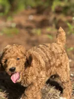AKC Royal Boy Free Delivery, a male Poodle - Miniature  for sale in Eastman, GA – Photo 3 of 7