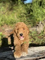 AKC Royal Boy Free Delivery, a male Poodle - Miniature  for sale in Eastman, GA – Photo 5 of 7
