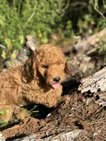 AKC Royal Boy Free Delivery, a male Poodle - Miniature  for sale in Eastman, GA – Photo 4 of 7