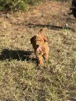 AKC Royal Boy Free Delivery, a male Poodle - Miniature  for sale in Eastman, GA – Photo 2 of 7