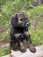 Free Delivery AKC coffee girl, a female Poodle - Miniature  for sale in Eastman, GA – Photo 2 of 4