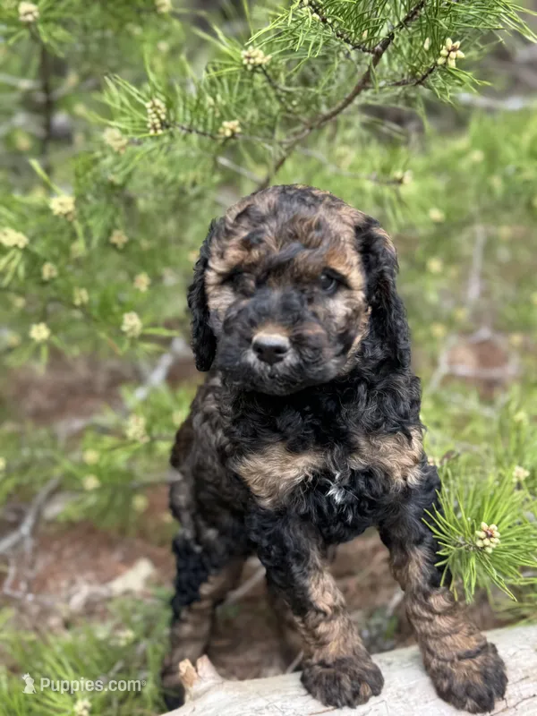 Free Delivery AKC coffee girl