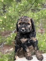 Free Delivery AKC coffee girl, a female Poodle - Miniature  for sale in Eastman, GA – Photo 1 of 4