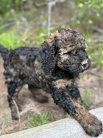 Free Delivery AKC coffee girl, a female Poodle - Miniature  for sale in Eastman, GA – Photo 4 of 4