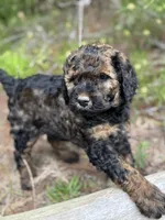 Free Delivery AKC coffee girl, a female Poodle - Miniature  for sale in Eastman, GA – Photo 3 of 4