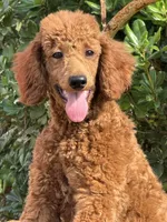 Mini Sky Girl Free Delivery, a female Poodle - Miniature  for sale in Eastman, GA – Photo 8 of 9