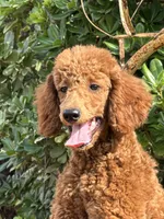 Mini Sky Girl Free Delivery, a female Poodle - Miniature  for sale in Eastman, GA – Photo 3 of 9
