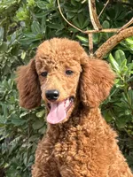 Mini Sky Girl Free Delivery, a female Poodle - Miniature  for sale in Eastman, GA – Photo 1 of 9