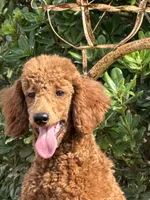 Mini Sky Girl Free Delivery, a female Poodle - Miniature  for sale in Eastman, GA – Photo 2 of 9