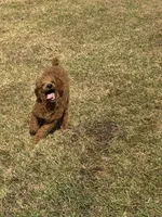 Mini Sky Girl Free Delivery, a female Poodle - Miniature  for sale in Eastman, GA – Photo 4 of 9