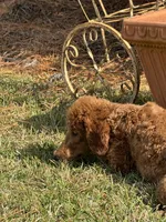 Mini Sky Girl Free Delivery, a female Poodle - Miniature  for sale in Eastman, GA – Photo 7 of 9