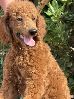 Mini Sky Girl Free Delivery, a female Poodle - Miniature  for sale in Eastman, GA – Photo 5 of 9