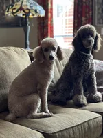 Mini Sky Girl Free Delivery, a female Poodle - Miniature  for sale in Eastman, GA – Photo 9 of 9