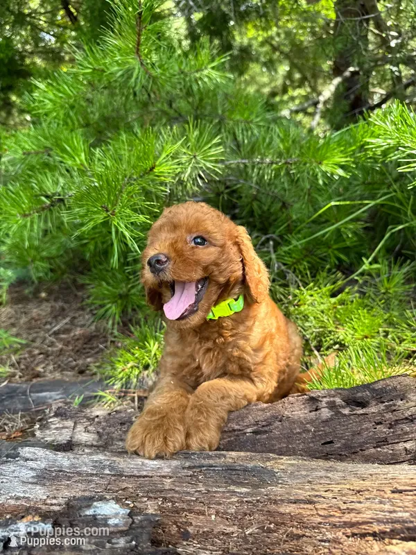 CLC Flo Girl – Miniature Goldendoodle puppy for sale in Eastman, GA