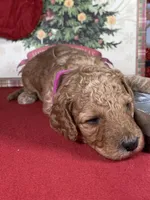 F1b Mini Mron Boy Fre Deliery, a male Goldendoodle for sale in Eastman, GA – Photo 3 of 6