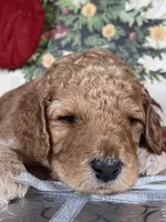 F1b Mini Mron Boy Fre Deliery, a male Goldendoodle for sale in Eastman, GA – Photo 4 of 6