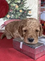 F1b Mini Mron Boy Fre Deliery, a male Goldendoodle for sale in Eastman, GA – Photo 1 of 6