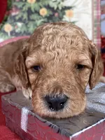 F1b Mini Mron Boy Fre Deliery, a male Goldendoodle for sale in Eastman, GA – Photo 2 of 6