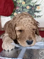 F1b Mini Mron Boy Fre Deliery, a male Goldendoodle for sale in Eastman, GA – Photo 6 of 6
