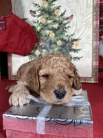 F1b Mini Mron Boy Fre Deliery, a male Goldendoodle for sale in Eastman, GA – Photo 5 of 6