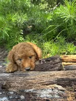 CKC Flo Girl, a female Miniature Goldendoodle for sale in Eastman, GA – 3 of 8