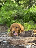 CKC Flo Girl, a female Miniature Goldendoodle for sale in Eastman, GA – 4 of 8