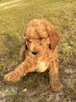AKC Pink Girl  Free Delivery, a female Poodle - Standard  for sale in Eastman, GA – Photo 7 of 7