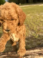 AKC Pink Girl  Free Delivery, a female Poodle - Standard  for sale in Eastman, GA – Photo 5 of 7